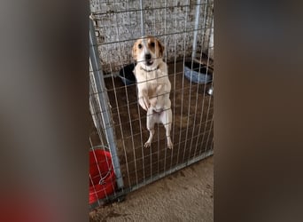 Arleta: agile Junghündin sucht Körbchen