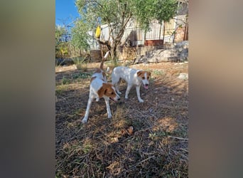 Arleta: agile Junghündin sucht Körbchen