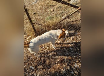 Arleta: agile Junghündin sucht Körbchen