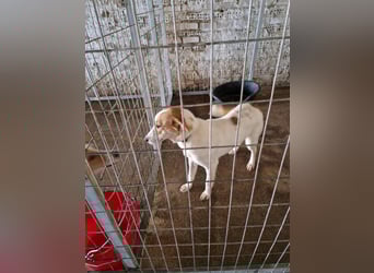 Arleta: agile Junghündin sucht Körbchen