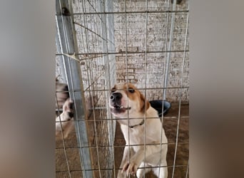 Arleta: agile Junghündin sucht Körbchen