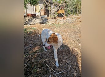 Arleta: agile Junghündin sucht Körbchen