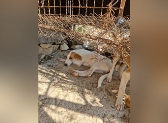 Arleta: agile Junghündin sucht Körbchen