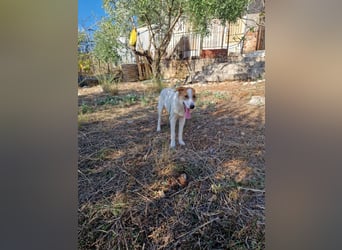 Arleta: agile Junghündin sucht Körbchen