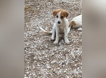 Arleta: agile Junghündin sucht Körbchen