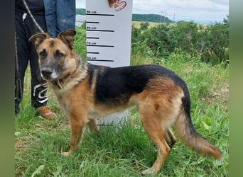 VILLY ist einfach nur lieb