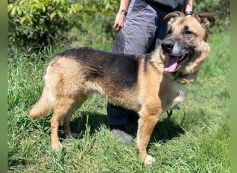 VILLY ist einfach nur lieb