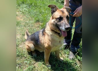 VILLY ist einfach nur lieb