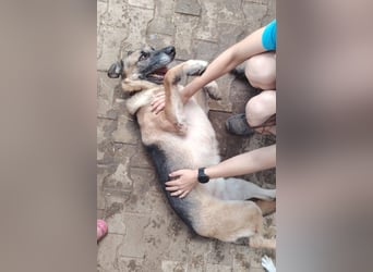 VILLY ist einfach nur lieb