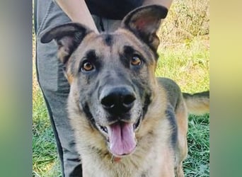 VILLY ist einfach nur lieb