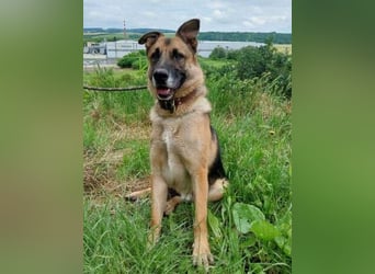 VILLY ist einfach nur lieb