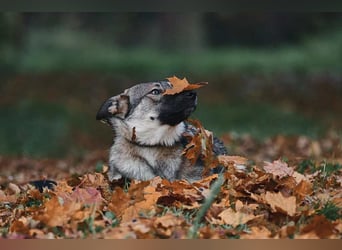 Sanfte Santa sucht liebevolles Zuhause