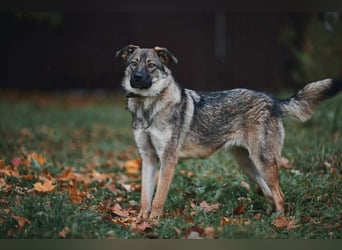 Sanfte Santa sucht liebevolles Zuhause