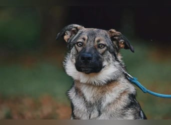 Sanfte Santa sucht liebevolles Zuhause