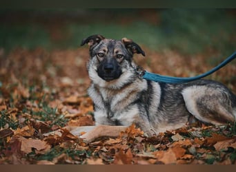 Sanfte Santa sucht liebevolles Zuhause