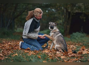 Sanfte Santa sucht liebevolles Zuhause