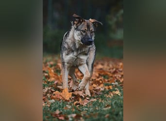 Sanfte Santa sucht liebevolles Zuhause