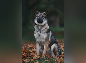 Sanfte Santa sucht liebevolles Zuhause