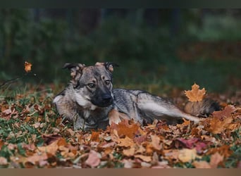 Sanfte Santa sucht liebevolles Zuhause