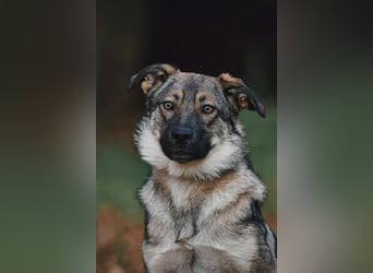 Sanfte Santa sucht liebevolles Zuhause