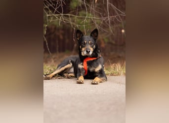 Intelligente Dana sucht ihre Familie