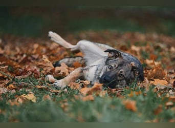 Sanfte Santa sucht liebevolles Zuhause