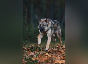 Sanfte Santa sucht liebevolles Zuhause