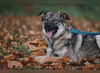 Sanfte Santa sucht liebevolles Zuhause