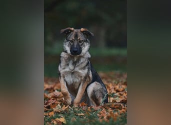 Sanfte Santa sucht liebevolles Zuhause