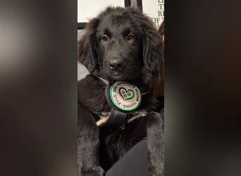 Lassie sucht ihre Menschen?