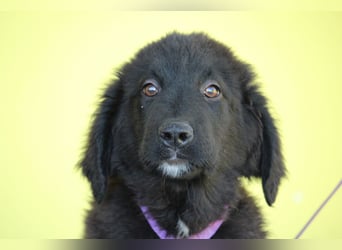 Lassie sucht ihre Menschen?