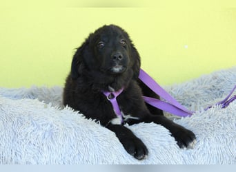 Lassie sucht ihre Menschen?