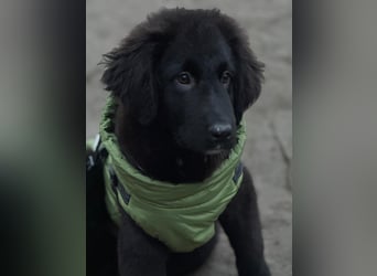 Lassie sucht ihre Menschen?