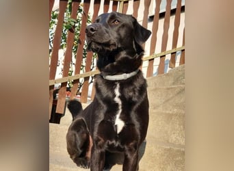 SCOOBY❤️lebensfroher, aktiver Lausbub und sehr menschenbezogen