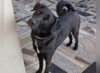 SCOOBY❤️lebensfroher, aktiver Lausbub und sehr menschenbezogen