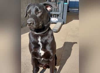 SCOOBY❤️lebensfroher, aktiver Lausbub und sehr menschenbezogen