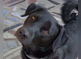 SCOOBY❤️lebensfroher, aktiver Lausbub und sehr menschenbezogen