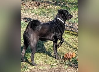 SCOOBY❤️lebensfroher, aktiver Lausbub und sehr menschenbezogen