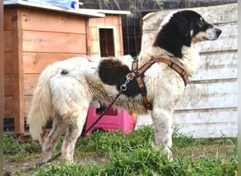 Freundlicher Peppe wartet in 91353 Hausen