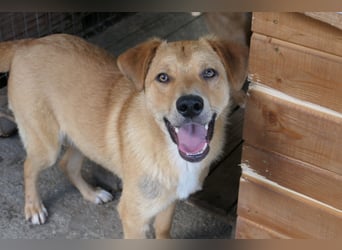 EDDY - zauberhafter Junghund möchte endlich gesehen werden