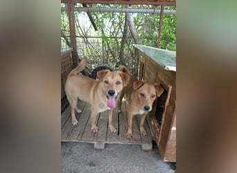 EDDY - zauberhafter Junghund möchte endlich gesehen werden