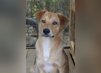 EDDY - zauberhafter Junghund möchte endlich gesehen werden