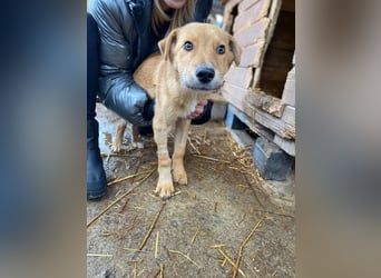 EDDY - zauberhafter Junghund möchte endlich gesehen werden