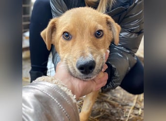 EDDY - zauberhafter Junghund möchte endlich gesehen werden