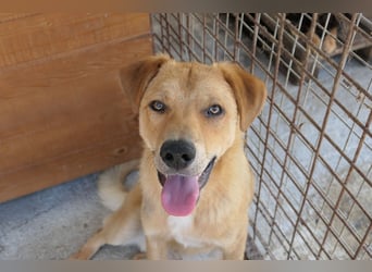 EDDY - zauberhafter Junghund möchte endlich gesehen werden