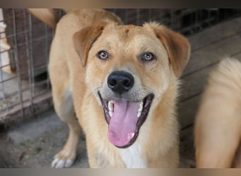 EDDY - zauberhafter Junghund möchte endlich gesehen werden