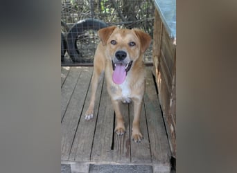 EDDY - zauberhafter Junghund möchte endlich gesehen werden