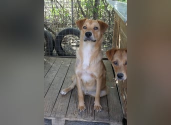 EDDY - zauberhafter Junghund möchte endlich gesehen werden