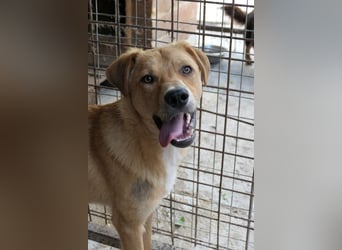 EDDY - zauberhafter Junghund möchte endlich gesehen werden