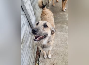 Menschenbezogene Dallulah